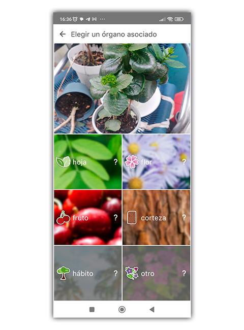 plantnet app órganos plantas