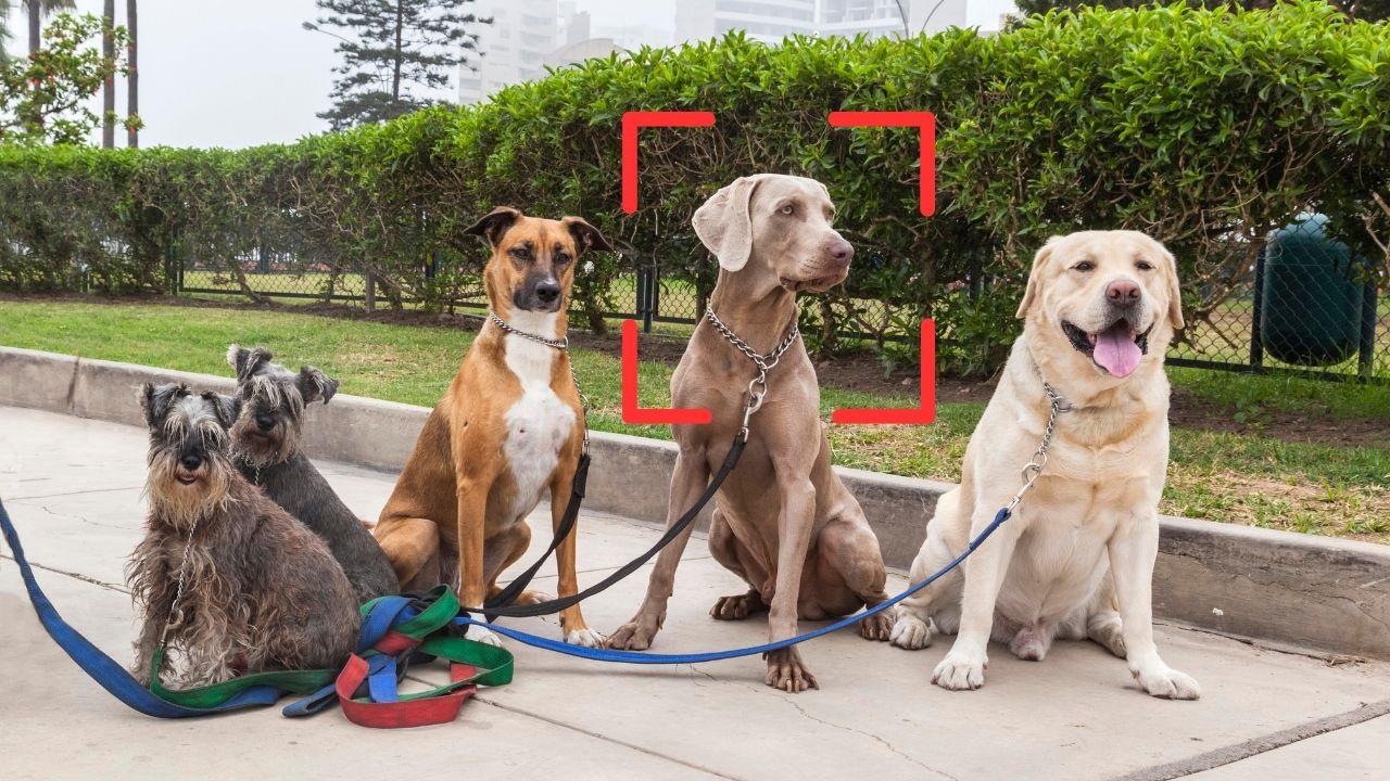 razas perros escaner