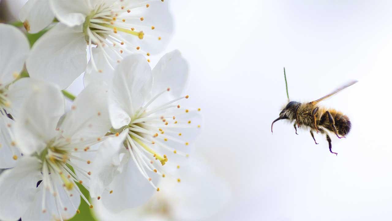 alergia flor abeja