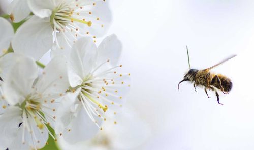 alergia flor abeja