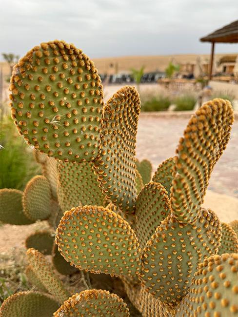 foto cactus iphone