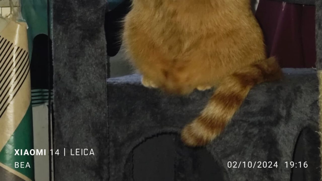 marca de agua en las fotos
