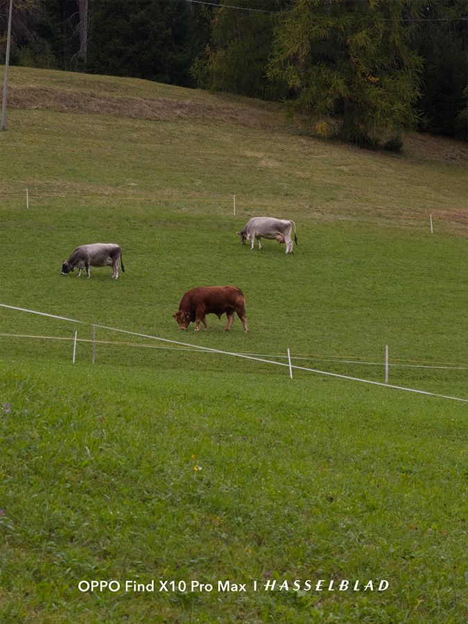 Tres vacas pastando en un prado verde de montaña, capturadas con el zoom de un smartphone.