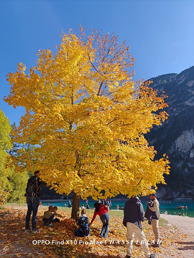 Grupo de personas bajo un árbol de hojas amarillas intensas en otoño junto a un lago y montañas.