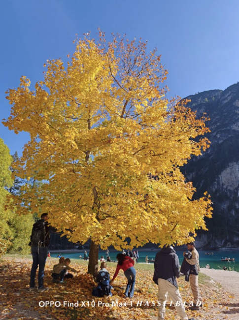 Árbol con hojas amarillas otoñales junto a un lago y montañas bajo un cielo despejado.