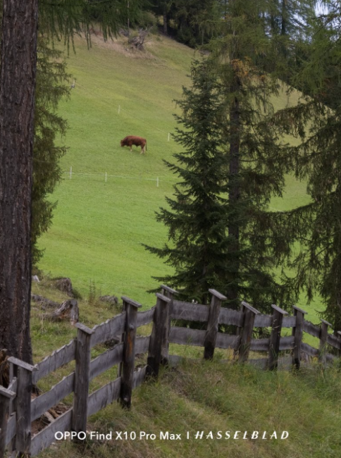 Valla de madera en primer plano con una pradera verde y una vaca al fondo en un paisaje de montaña.