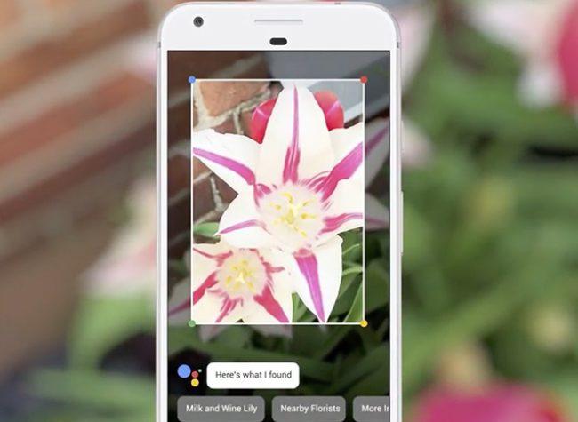Google Lens identificando una flor