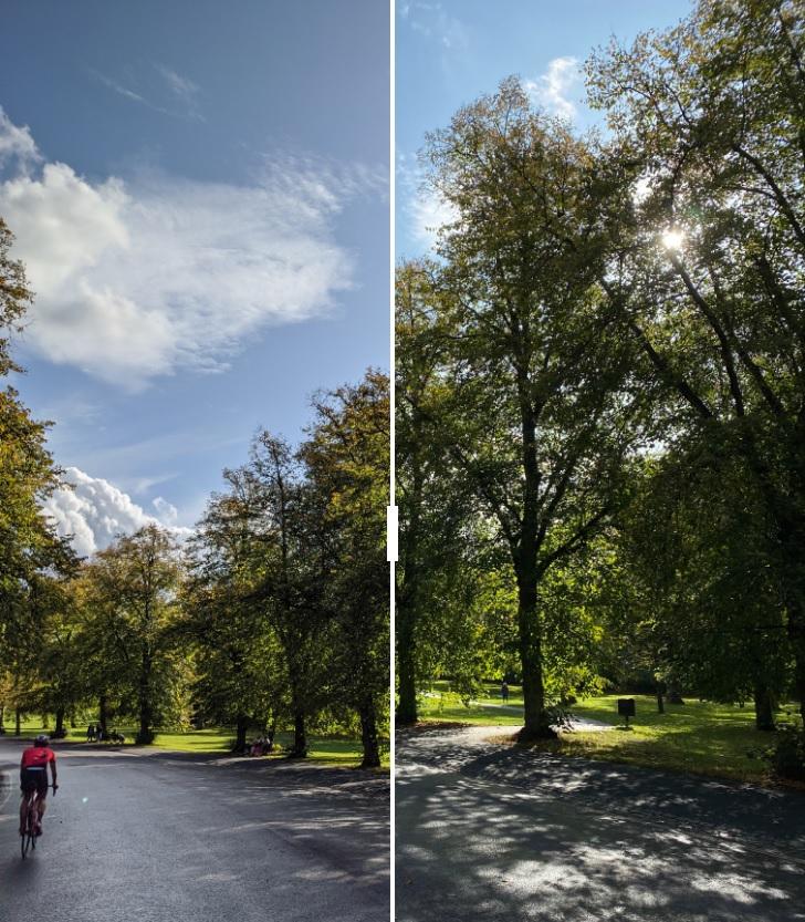 Pixel 4 vs iPhone 11 Pro bosque